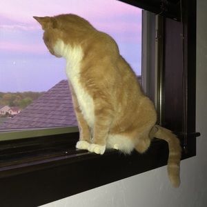 Meet your Posher, Bella